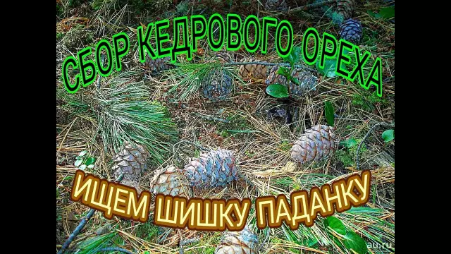 Как идентифицировать деревья кедрового дерева кедрового ореха