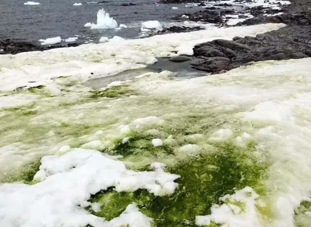 Как убить водоросли в водяном охладителе
