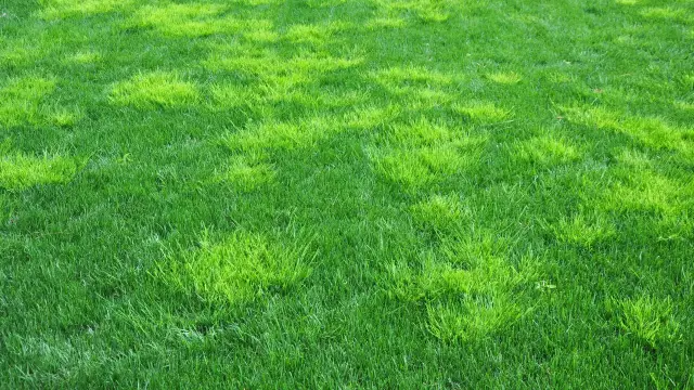 Как убить Poana Grass