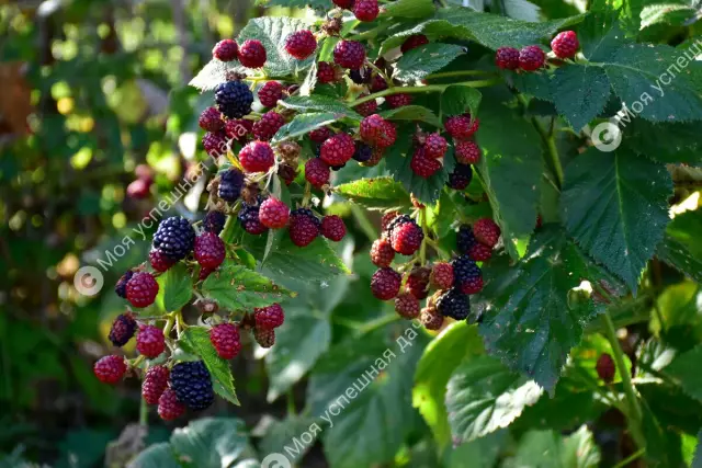Как посадить и ухаживать за красным наконечником Photinia