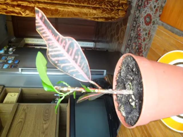 Как обрезать кротон