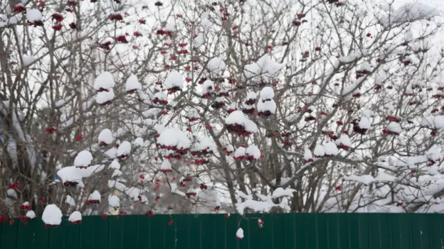 Как обрезать деревья Кумкват