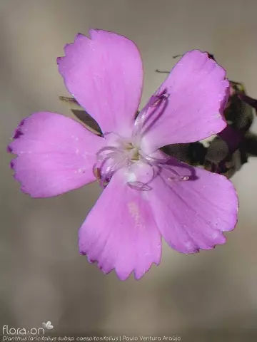 Как удалить мертвые цветки из Dianthus