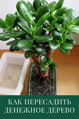 Как пересадить деревья кота