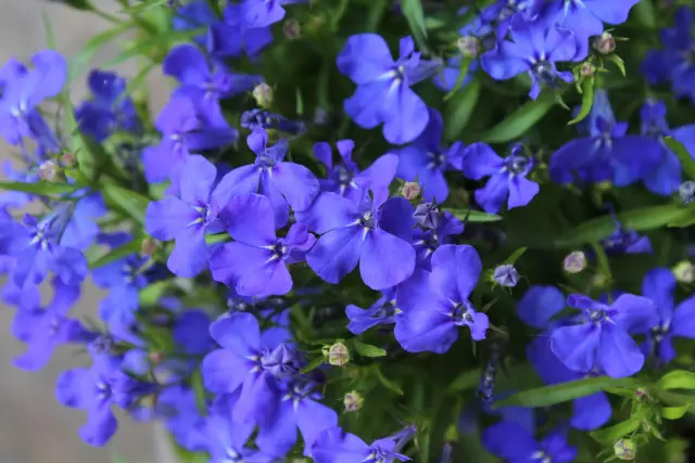 Как заботиться о растениях Lobelia