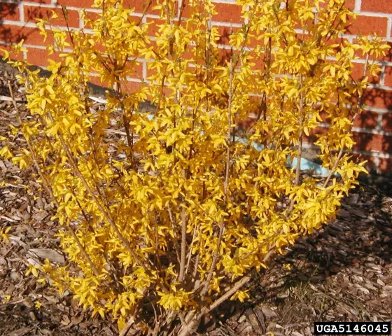 Как пересадить Forsythia