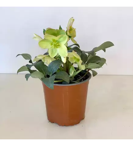 Как пересадить Helleborus