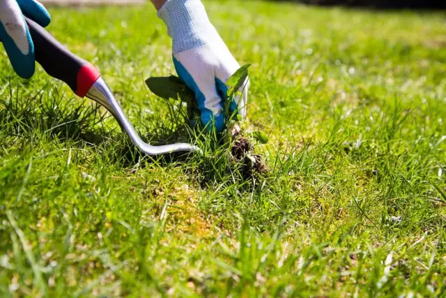 Как использовать Pwn Lawn Weed Control