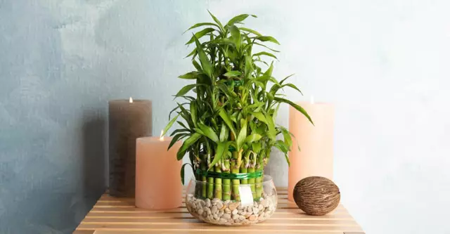 Является ли Lucky Bamboo ядовитым?