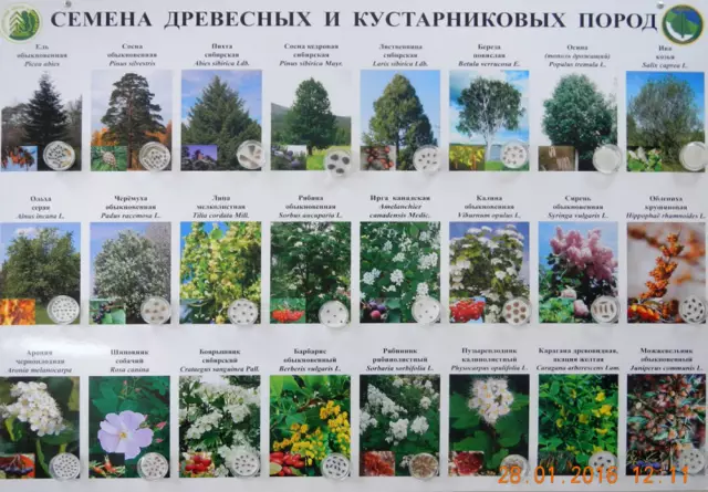 Список кисломолочных растений и кустарников