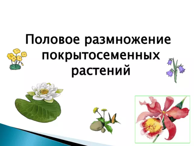 Список трубчатых цветковых растений