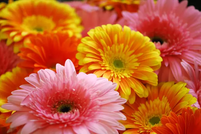 Значение Gerbera Daisy Colors