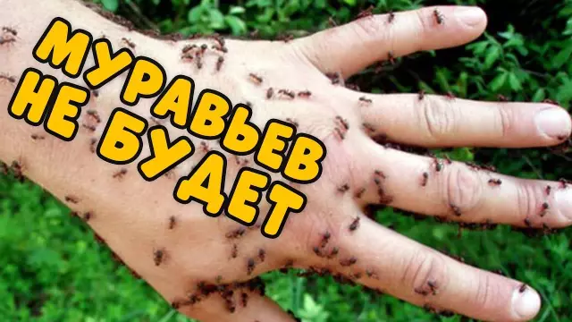 Нетоксичный рецепт убийцы муравьев