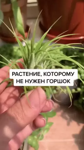 Растения, которые не нуждаются в почве, но камни и вода