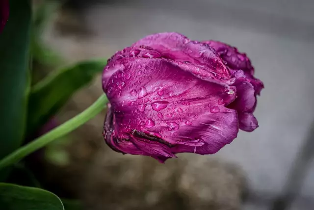 Описание Tulip Flower