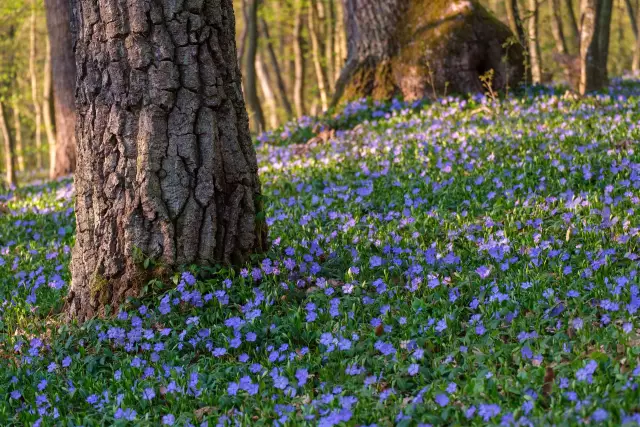 Vinca Vs. Ежегодный Periwinkle