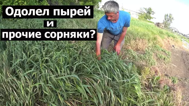 Идентификация травы сорняков