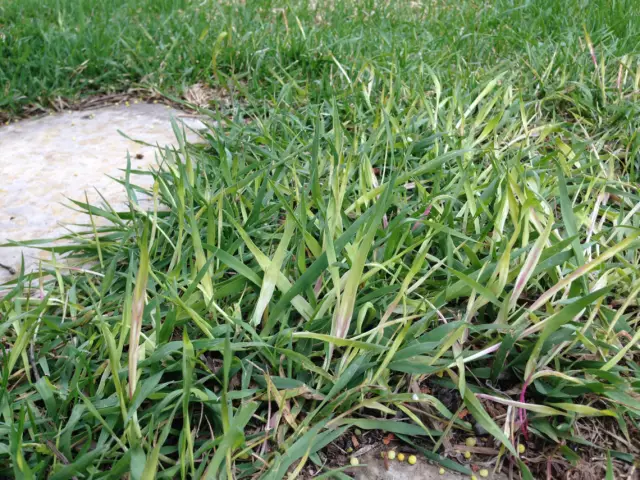 В чем разница между Crabgrass & Quack Grass?