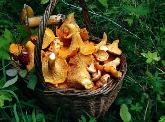 В чем разница между растениями, грибами и животными?