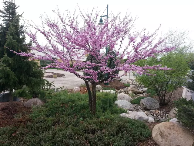 Когда цветут Redbud Tree?
