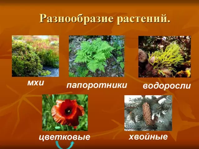 2 Основные виды семенных растений