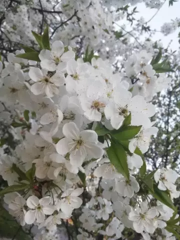 Яблони с желтыми листьями