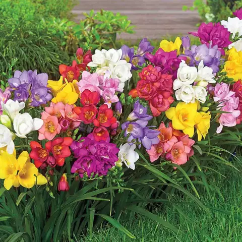 Являются ли Freesia Bulbs однолетними или многолетними?
