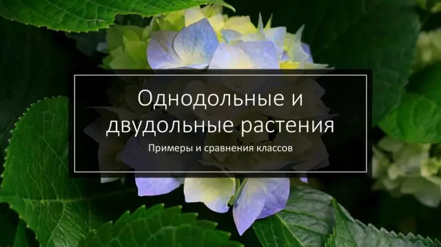 Гибискусские двудольные или однодольные?