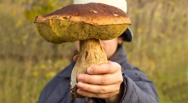 Могу ли я помещать грибы в мой компост?