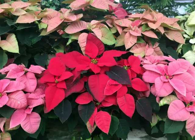 Инструкции по уходу за Poinsettias