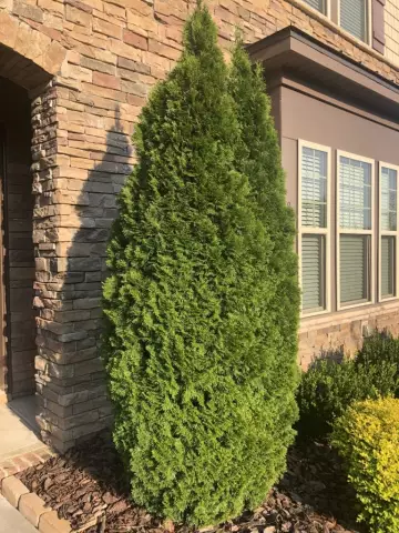 Сравнение Spartan Juniper & Emerald Green Arborvitae