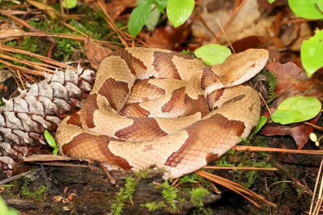 Copperheads: Что делать, если во дворе