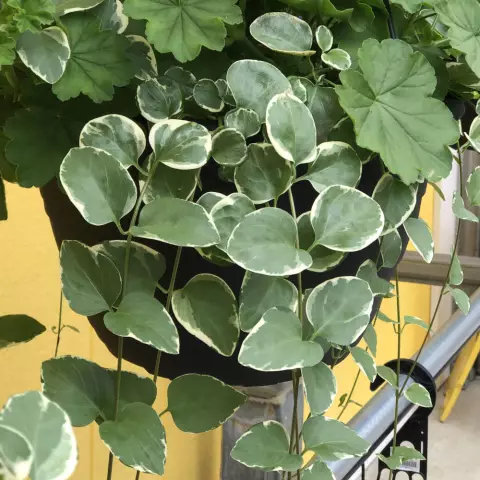 Разница между Vinca Flower и Vinca Vine