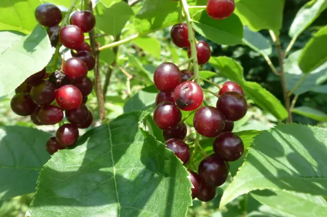 Различия между Elderberries & Chokecherries