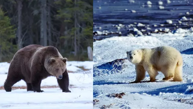 Различия между белым и желтым соснами