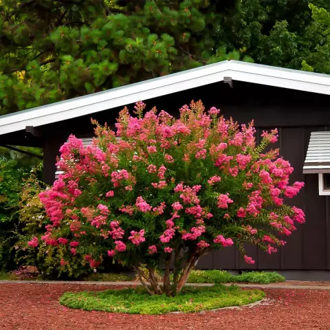 Факты о Crape Myrtle