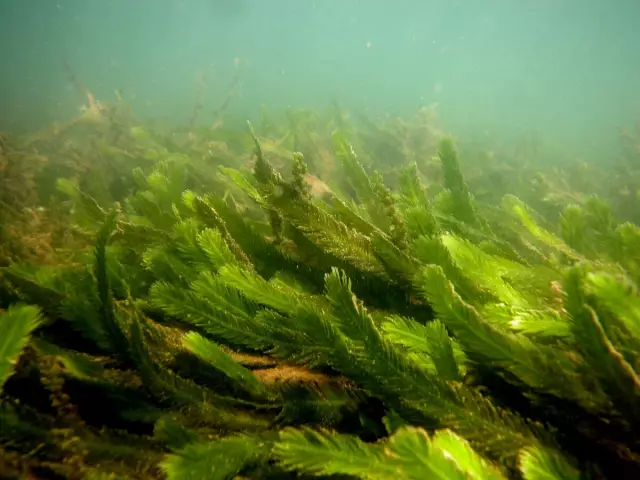 Пять предметов домашнего обихода, которые содержат морские водоросли