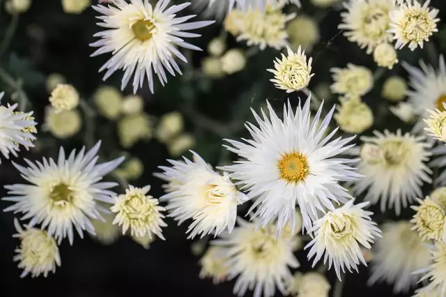 Цветы, похожие на Snapdragons