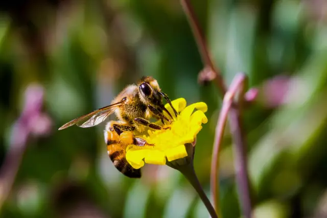 Самодельный Bumble Bee Killer