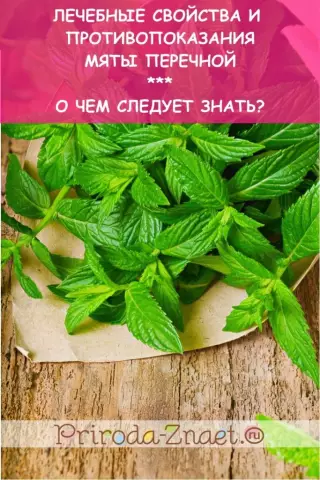 Домашнее масло мяты перечной мяты