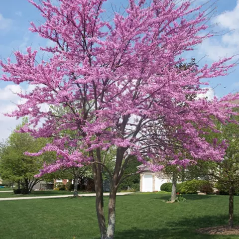 Насколько велики деревья Redbud Get?
