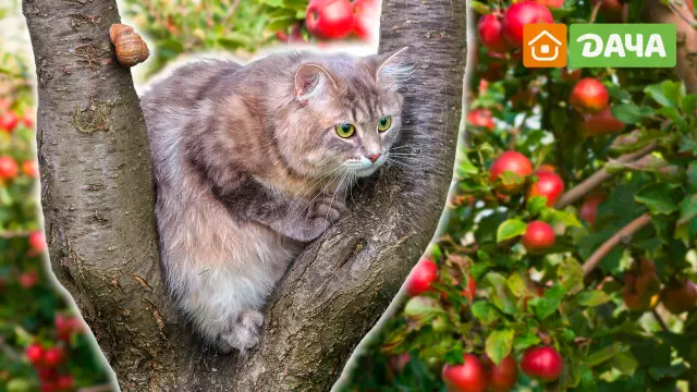 Как близко к заводским пальмовым деревьям Foxtail