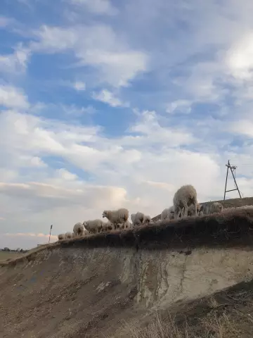Насколько далеко я должен сажать огурцы?