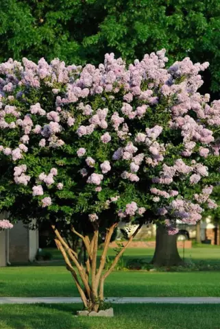 Сколько воды для Crape Myrtle?
