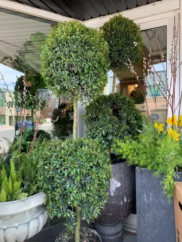 Как ухаживать за Eugenia Topiary