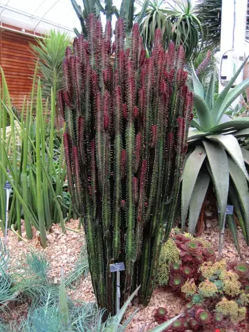 Как ухаживать за Euphorbia Trigona