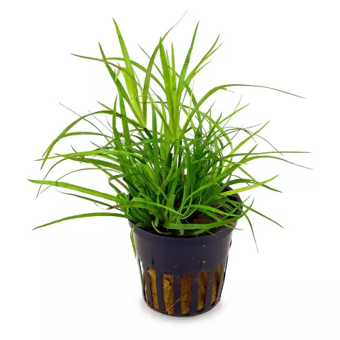 Как заботиться о заводе Juncus