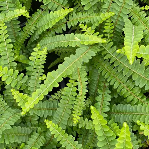 Как ухаживать за лимонным папоротником (Nephrolepis Cordifolia)