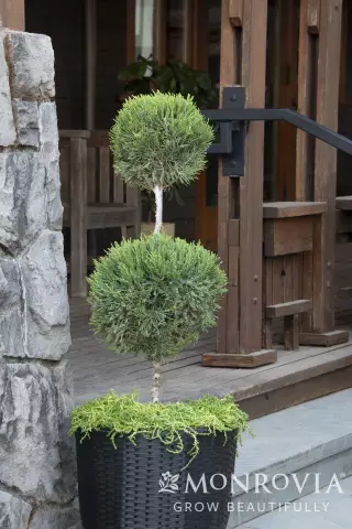 Как ухаживать за Pom-Pom Juniper
