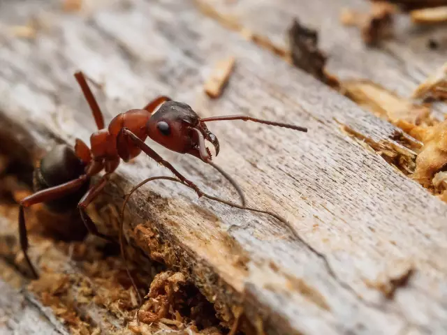 Как контролировать Rover Ants